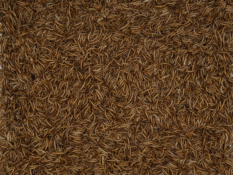 Emma's Garden Gedroogde Meelwormen 750 gr - 5L - 423035