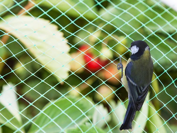 Perel Vogelnet - polyester - maaswijdte 2 cm² - 2 x 5 m - groen - GBN25